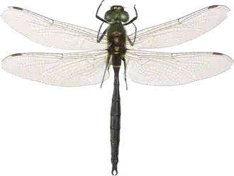 Male, identifiable by the caliper-shaped anal appendages and the narrow-waisted abdomen.