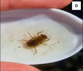 Larva held in a collection container