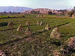 Image 47Songbirds in cages at a farm in Nangarhar Province, used for the pleasure of the site's farmers (from Culture of Afghanistan)