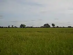 Rice fields in Songuela, Mali