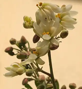Moringa oleifera, popular on the Indian subcontinent