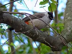 Pycnonotus aurigaster chrysorrhoides