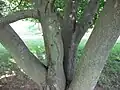 Closeup of trunk