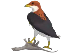 Digital illustration of a bird with a reddish brown head, yellow beak, black wings, and cream-coloured undersides stepping on an upside-down small grey dinosaur