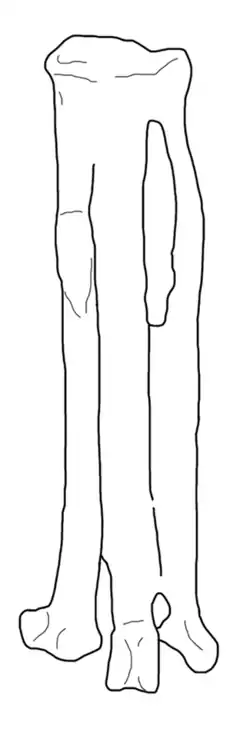 Line drawing of an elongated bird bone