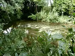 Color photograph of a natural basin filled with water, surrounded by vegetation.