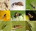 Diversity in the morphology of chalcidoid wasps
