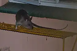 Gray rat
