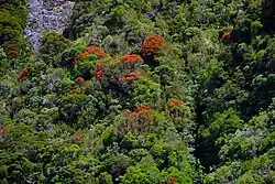 A steep hill with abundant vegetation on it with a grove of M. umbellata in the centre of the image