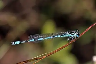 male, Crockford Stream, Hampshire no spur on S9