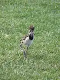 Southern lapwing chick
