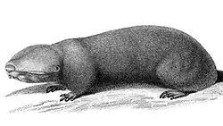 Black and white drawing of mole-rat