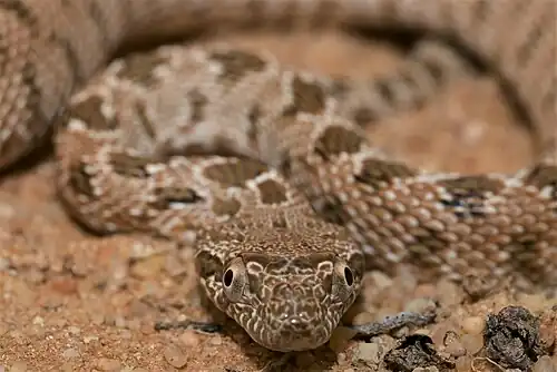 In Saudi Arabia