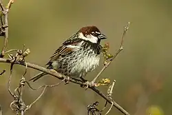 Spanish sparrow, Pantelleria
