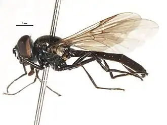 Spazigaster sp.