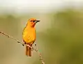 male