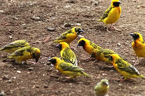 A group of Speke's weavers feeding, in Ngorogoro, Tanzania