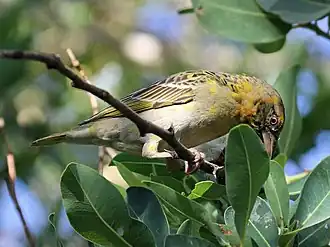 Adult male in eclipse plumage