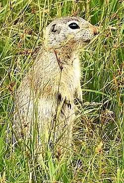 Brown squirrel