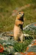 Brown squirrel
