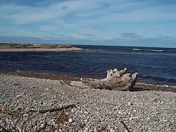 A piece of driftwood on a pebble beach next to a body of water.