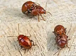 Sphaeroderma rubidum