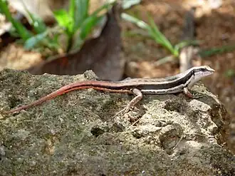 Lateral view