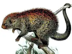 Sphiggurus spinosus