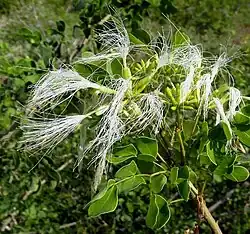 leafy branch with flowers