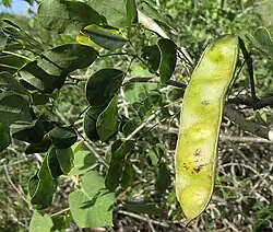 immature legume-type fruit