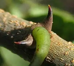 stipular spines