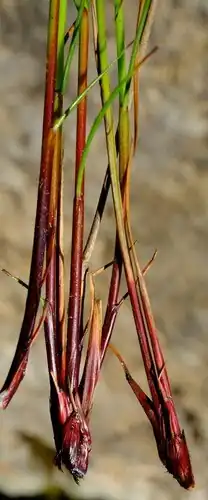 Bases of flowering stems (culms)