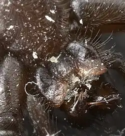 Endites and labium (also fangs and sternum)