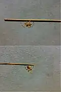 Two fighting spiders of approximately equal size and weight are placed at opposite ends of a bamboo skewer