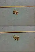The victor begins to wrap its victim in silk. Spinnerets are visible