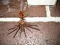 Heterodontonyx sp. dragging its captured prey in Sydney, Australia.