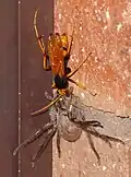 Heterodontonyx bicolor carrying an anaesthetised spider up to a nest in a roof.