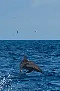 Spinner Dolphin in the Indian Ocean