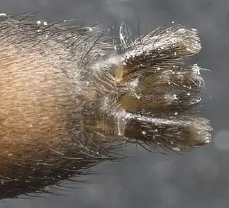 Spinnerets of Herpyllus ecclesiasticus