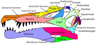 Skull diagram of Spinosaurus, with the different bones labeled and color coded