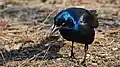 Common grackle in Central Park