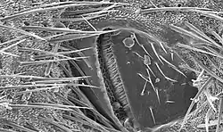 Image 3Scanning electron micrograph of a cricket spiracle valve (from Respiratory system of insects)