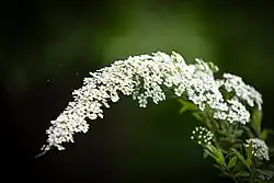 Spiraea × cinerea 'Grefsheim'