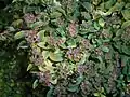 Spiraea nipponica 'Halward's Silver'