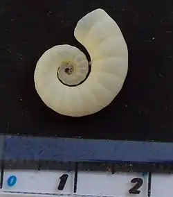 Side view of a Spirula shell (with a centimetre ruler for scale)