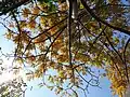 As Spondias mombin is deciduous, the leaves are turning yellow.