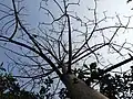As Spondias mombin is deciduous, it loses all of its leaves for a part of the year.