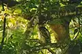 Spot bellied eagle owl, BRT WLS Chamarajanagar