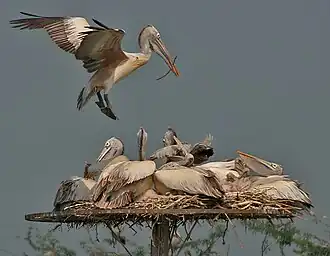 at Andhra Pradesh, India