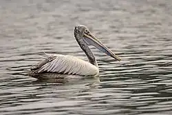 Spot-billed pelican